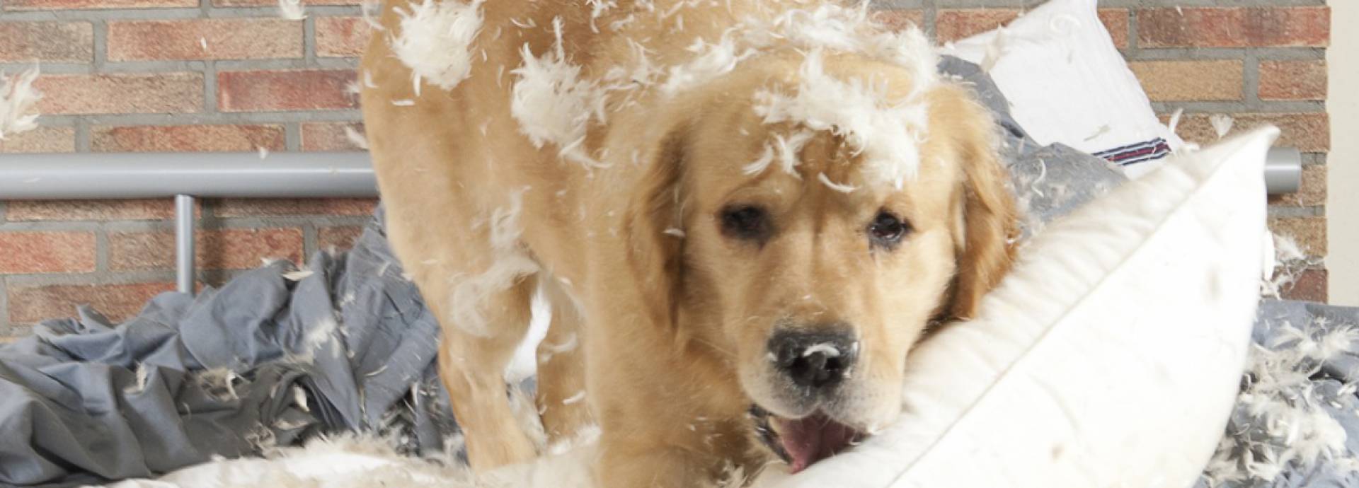 Aansprakelijkheid hond maakt bed kapot